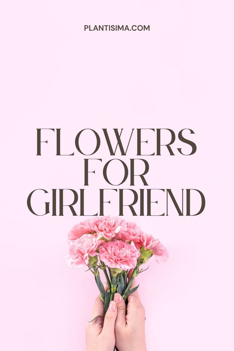Top 5 Romantic Flowers For Girlfriend Plantisima