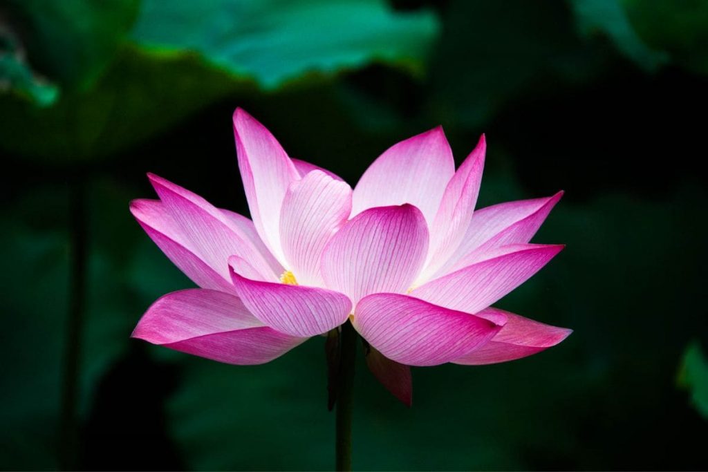 1.-Pink-Lotus-Flower