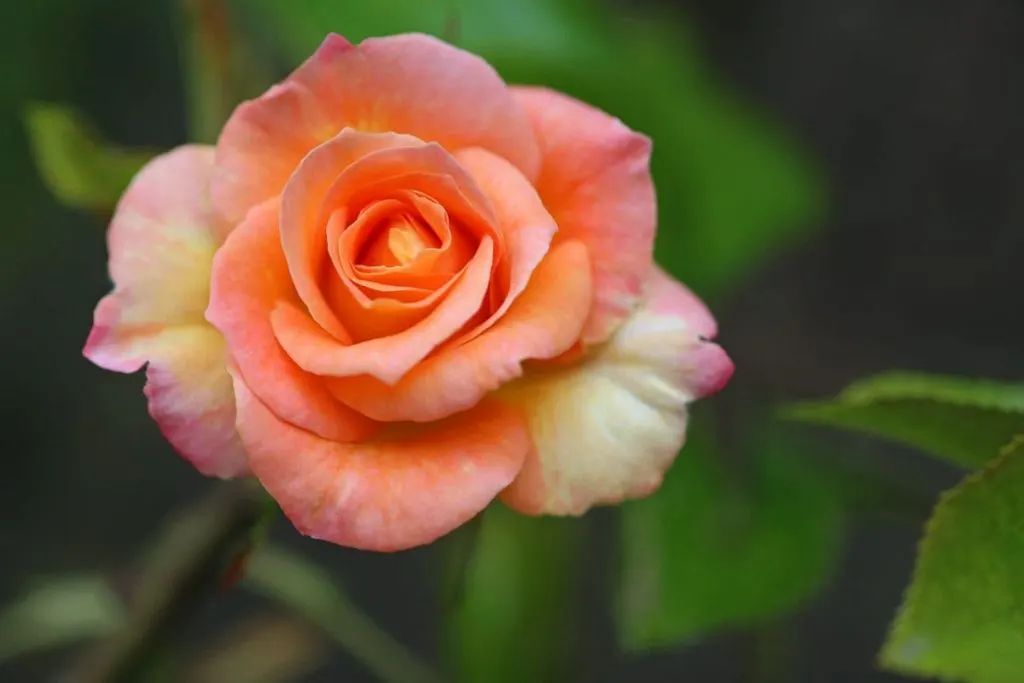 1.-Roses-Orange-Or-Lavender-Ones-Flowers-On-First-Date