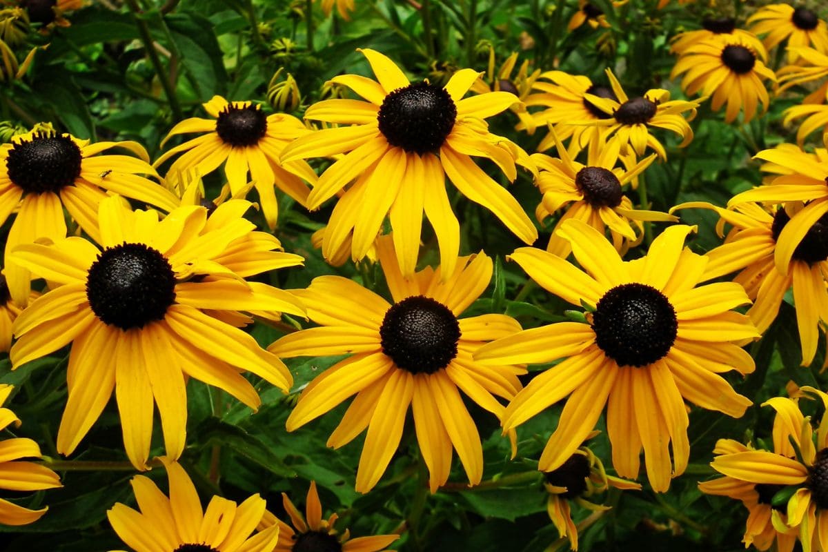 12.-Rudbeckia