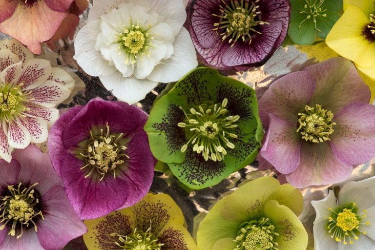 13-Beautiful-Perennials-That-Bloom-All-Summer