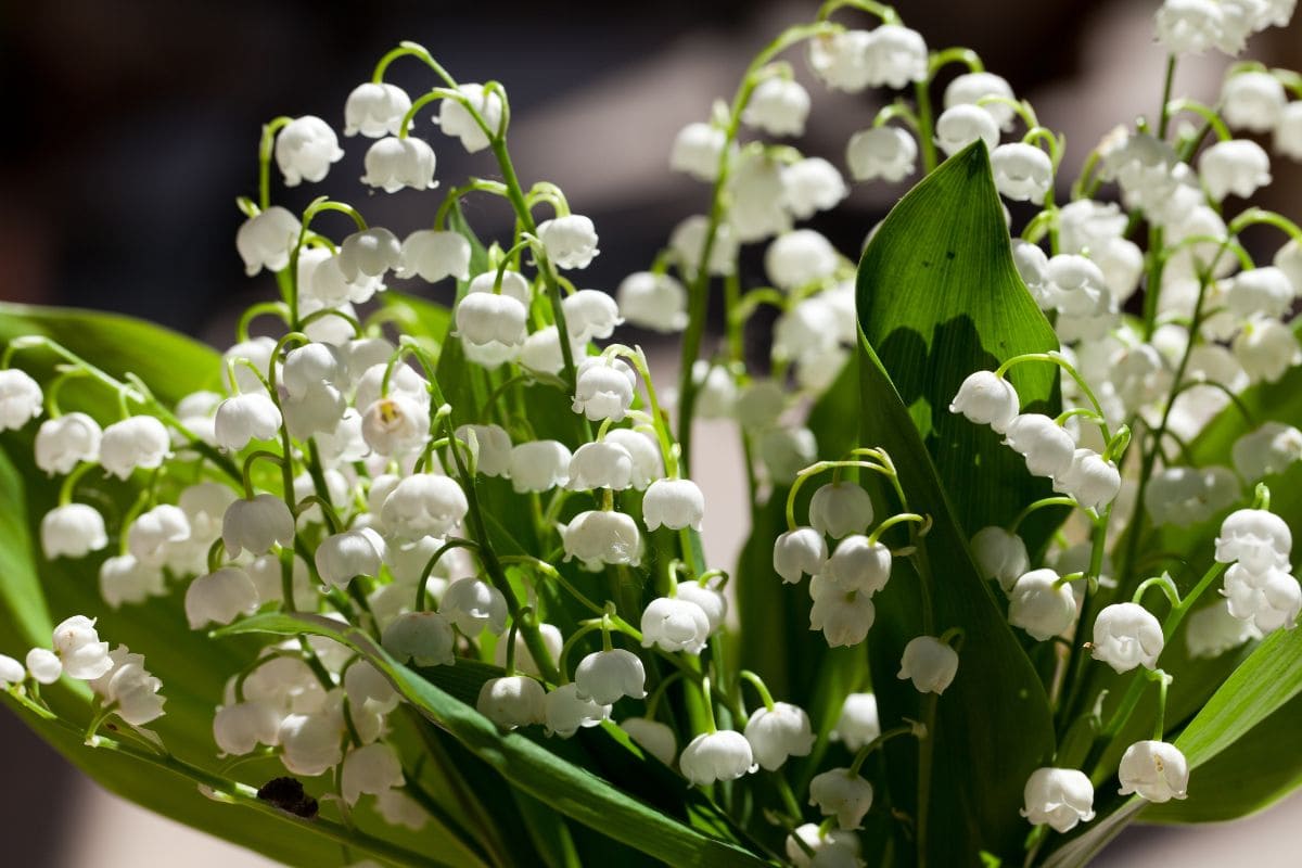 2.-Lily-Of-The-Valley