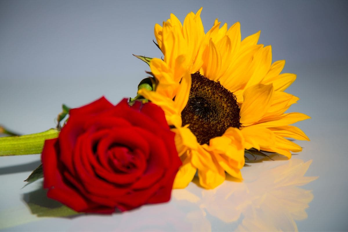 Flowers On First Date 7 Flowers To Impress Her Plantisima