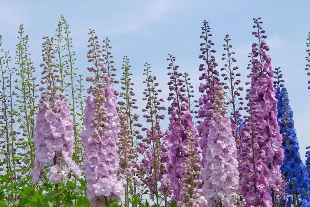 3.-Calm-Delphinium As Flowers For Cancer