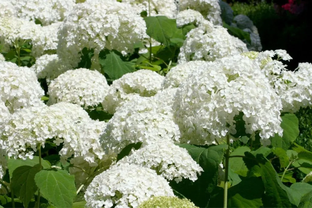 4.-Hydrangeas