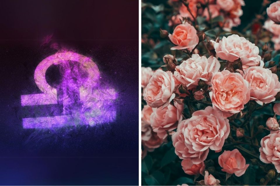 5 Flowers Every Libra Will Love - Plantisima