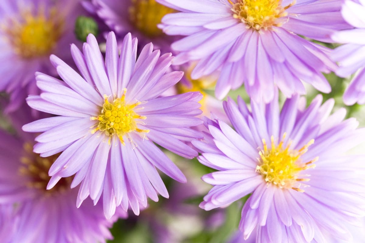 Flowers For Capricorn 7 Blooms For The Best Earth Sign Plantisima