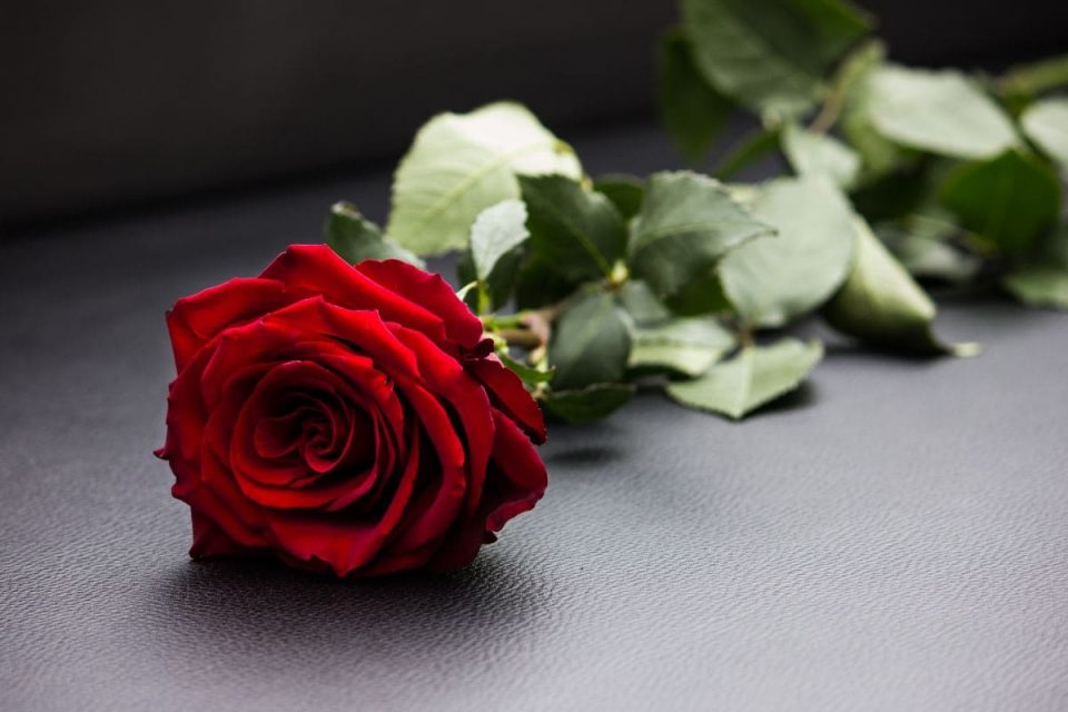 Flowers On First Date 7 Flowers To Impress Her Plantisima