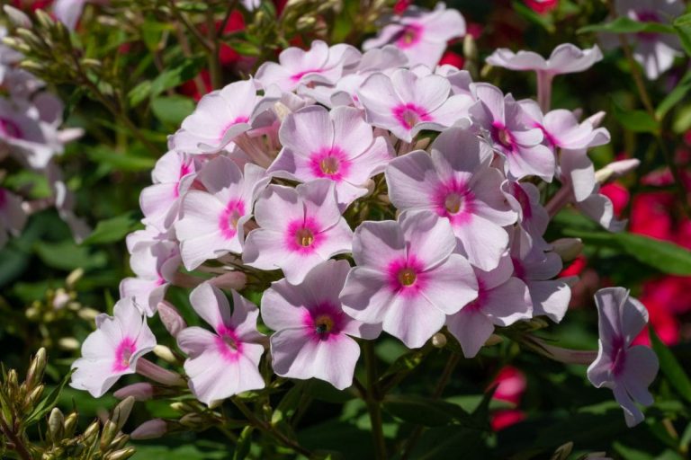 13 Beautiful Perennials That Bloom All Summer Plantisima