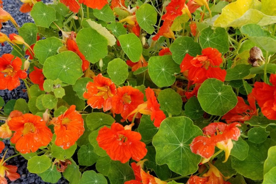 Flowers For Virgo Zodiac Flowers For Virgo Sign Plantisima