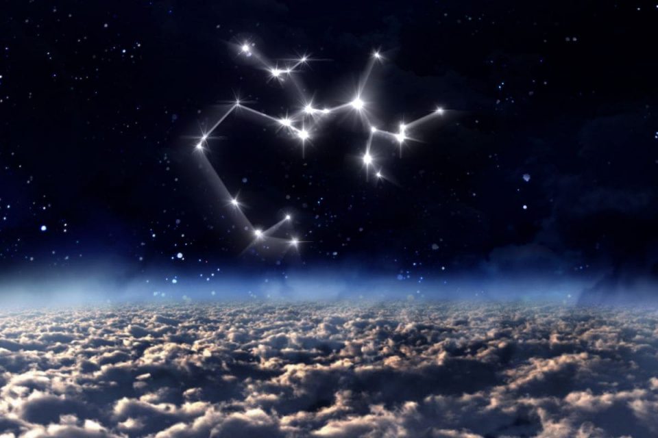 TOP 7 Amazing Birthday Flowers For Sagittarius Plantisima