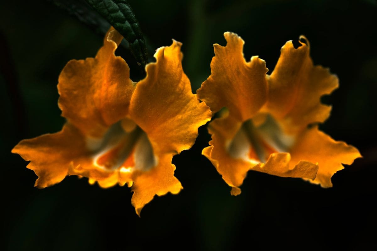 Flowers For Gemini Lovely Gemini Birth Flowers Plantisima