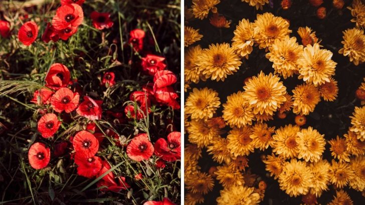 7 Flowers That Reflect Virgo’s Essence and Earthy Nature