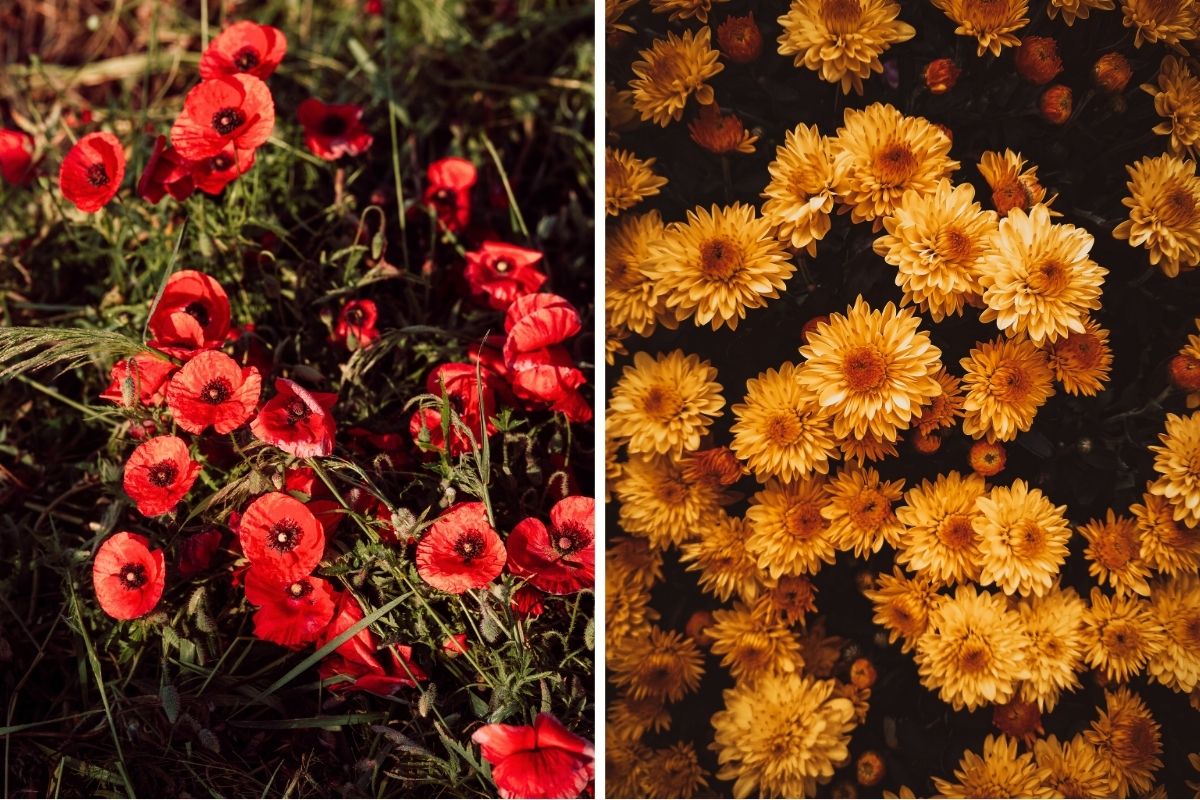 7 Flowers That Reflect Virgo’s Essence and Earthy Nature