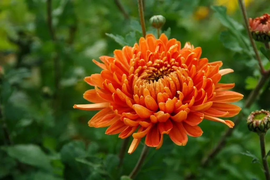 7.-Chrysanthemum