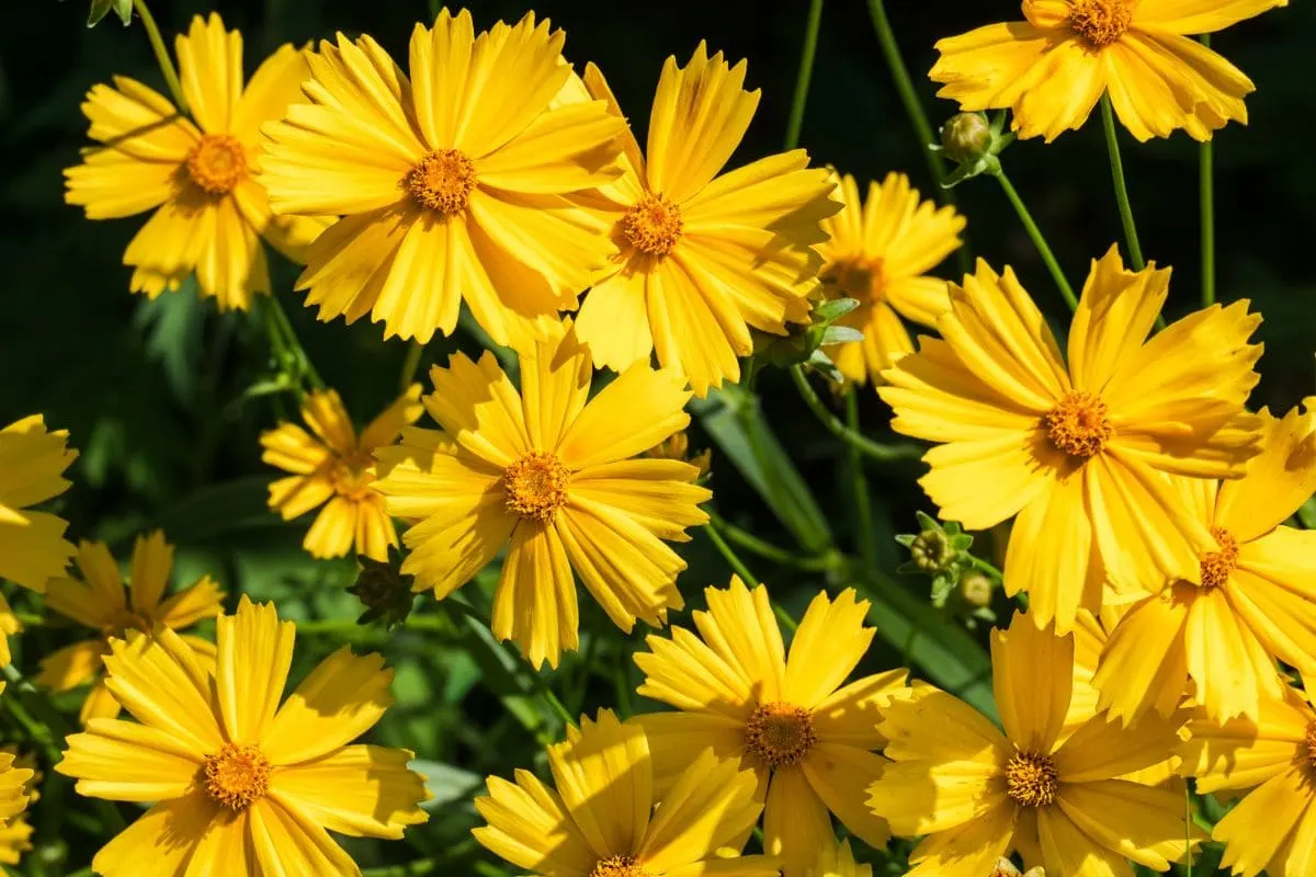 7.-Coreopsis-Perennials-That-Bloom-All-Summer