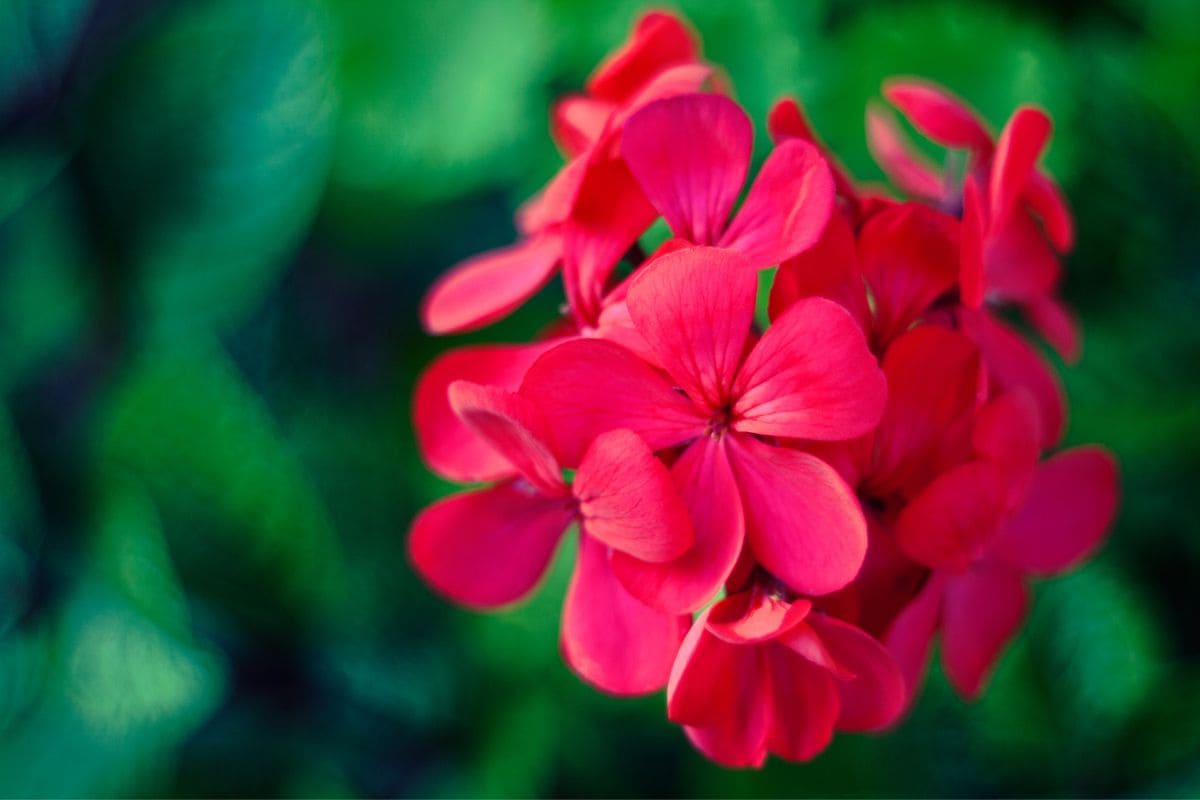 7.-Geraniums-Flowers-For-Scorpio