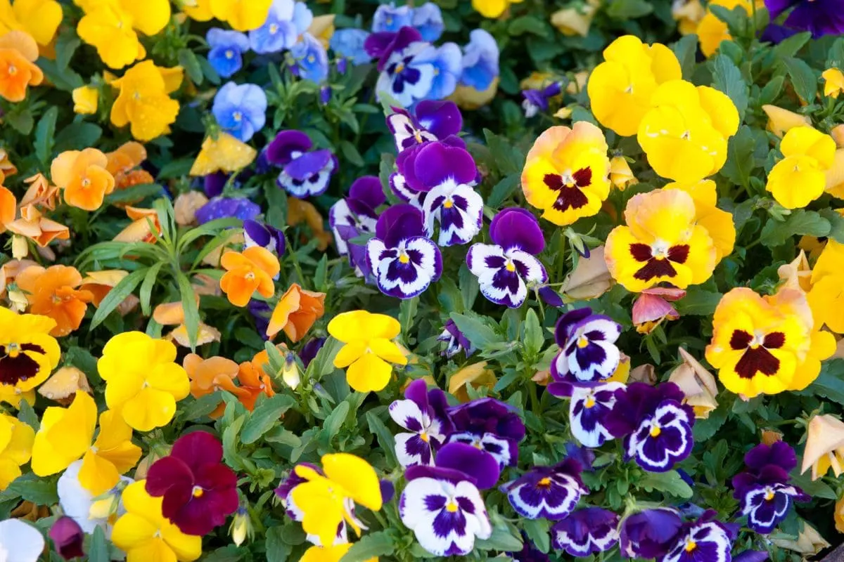 7.-Pansy-Flower