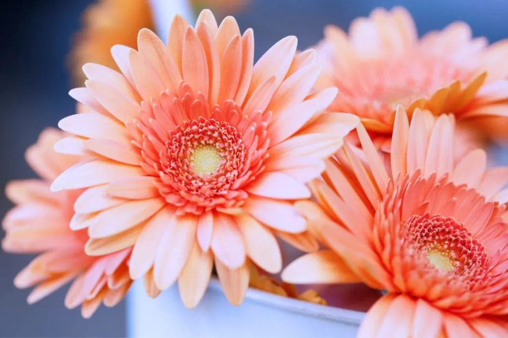 7.-You-Cant-Go-Wrong-With-Gerbera-As-Flowers-On-First-Date