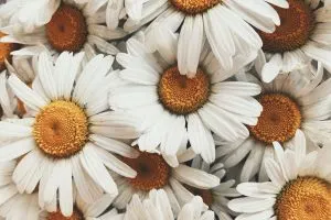 71-Daisy-Quotes-For-All-The-Daisy-Blooming-Lovers