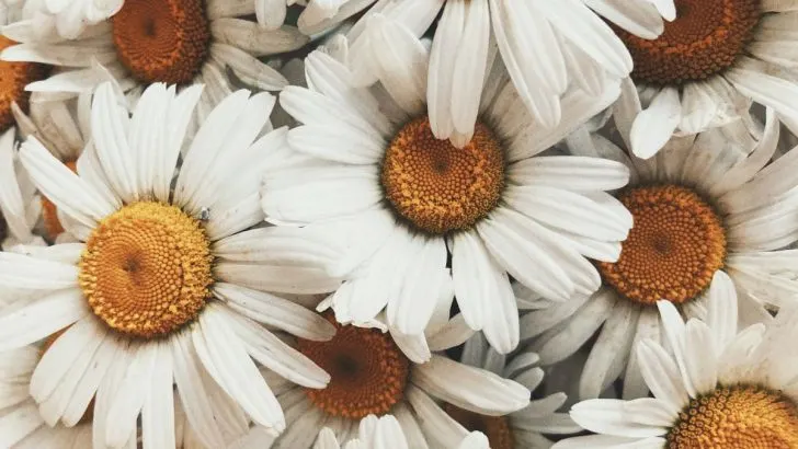 Celebrate the Beauty of Daisies with 71 Inspiring Quotes