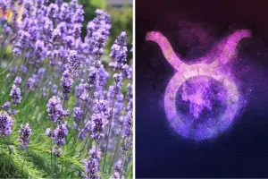 9 Fragrant Flowers That Bring Out the Beauty of Taurus Earth Signs