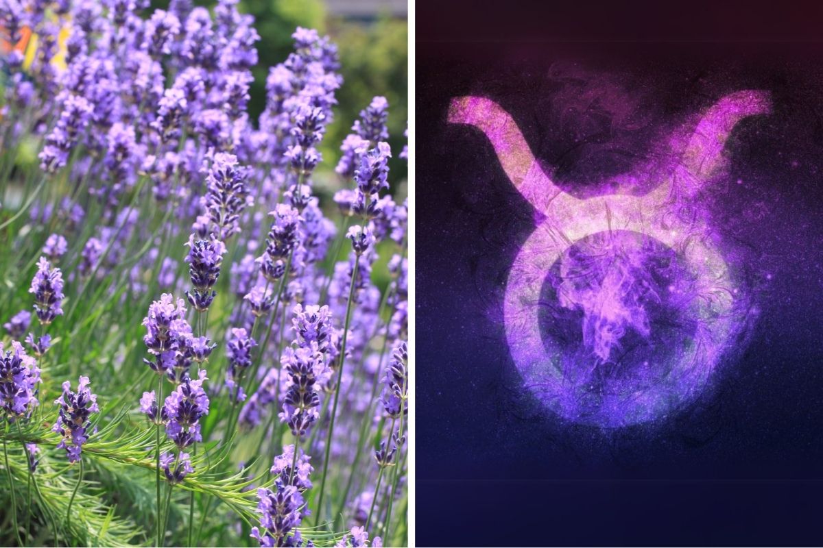 9 Fragrant Flowers That Bring Out the Beauty of Taurus Earth Signs