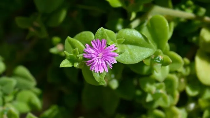 Everything You Need to Know About Baby Sun Rose Care
