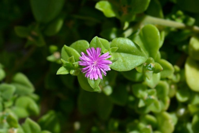 Baby Sun Rose - Ultimate And Unique Care Guide
