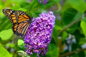 Butterfly-Bush-Florida_-Make-Your-Own-Beautiful-Butterfly-Garden