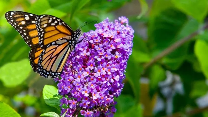 Grow a Gorgeous Butterfly Garden in Florida with Butterfly Bushes
