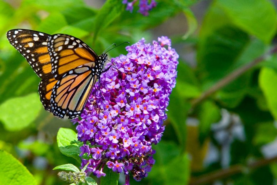 South Florida Butterfly Plants TOP 11 Garden Flowers Plantisima