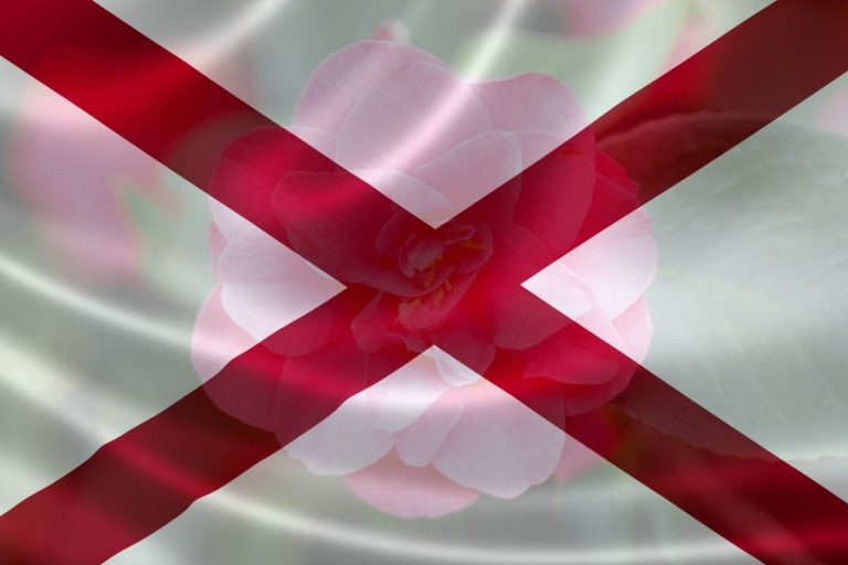 Camellia-Japonica-Official-Alabama-State-Flower