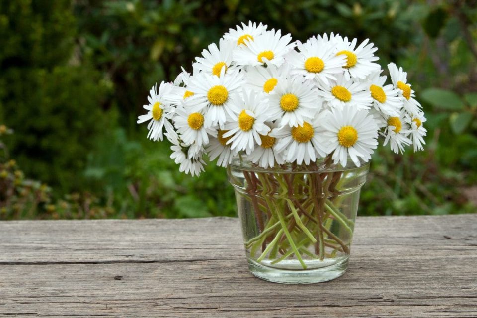 Celebrate The Beauty Of Daisies With 71 Inspiring Quotes