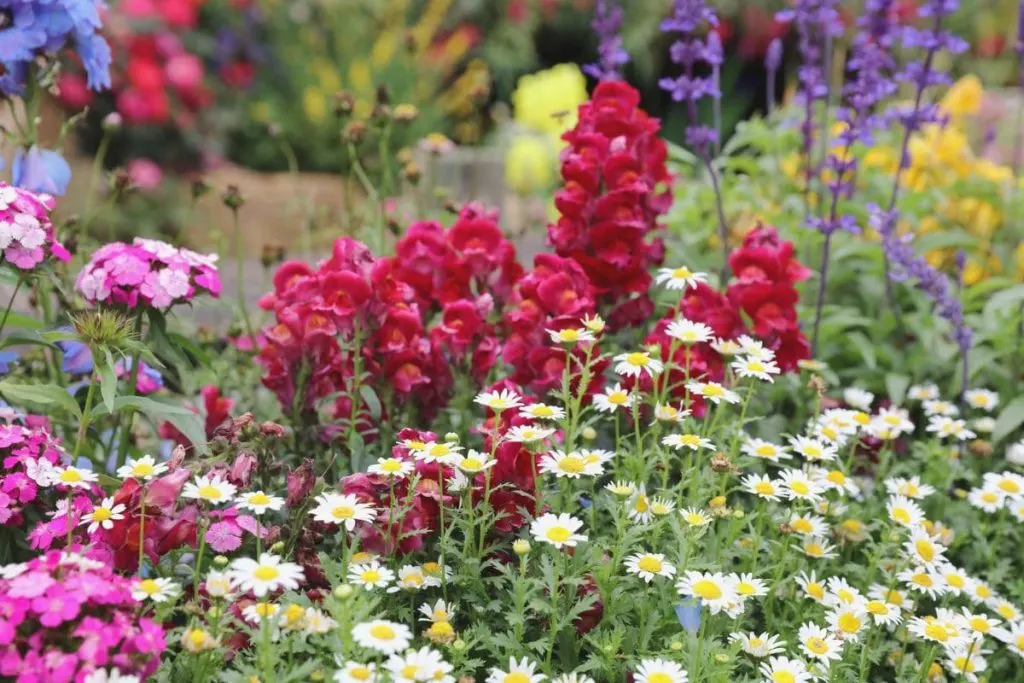 Final-Thought-On-Perennials-That-Bloom-All-Summer