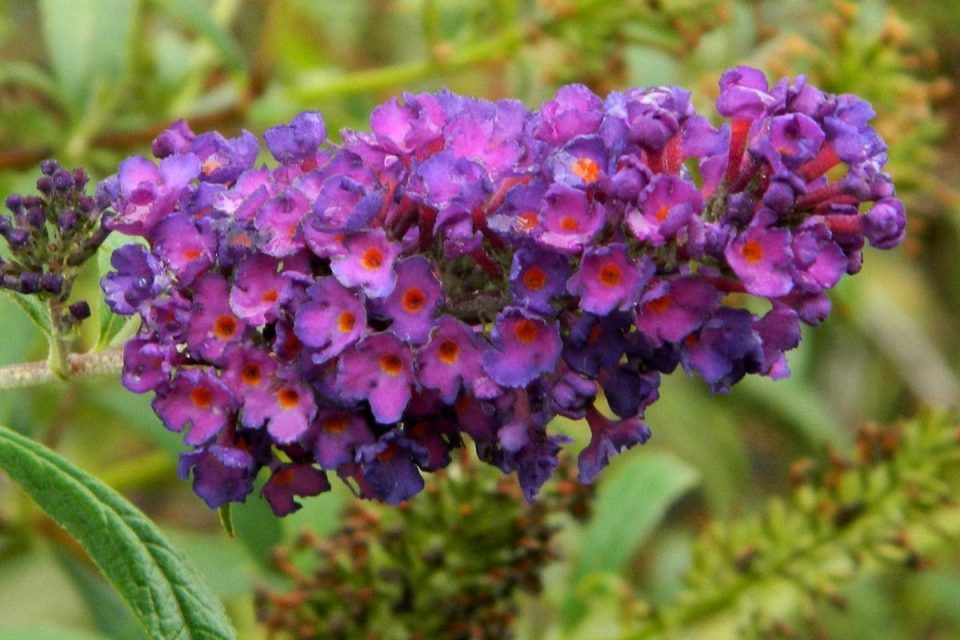 Butterfly Bush Florida Make Your Own Beautiful Butterfly Garden Plantisima
