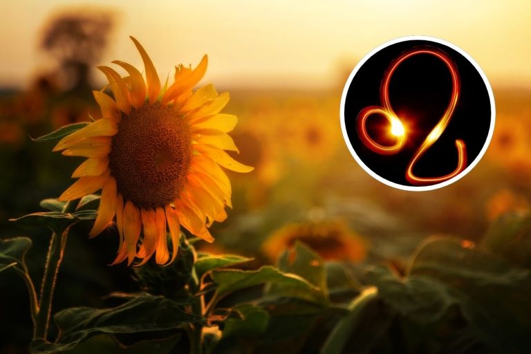 Five Warm-Toned Flowers That Perfectly Match Leo’s Fiery Energy