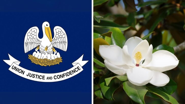 Louisiana’s Beloved Magnolia: The Story Behind the State Flower