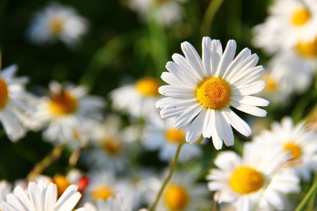 Our-Favorite-Daisy Quotes