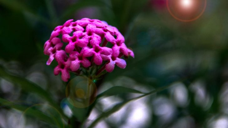 Panama Rose: The Best Care Guide Of Dark Pink Tubular Flowers