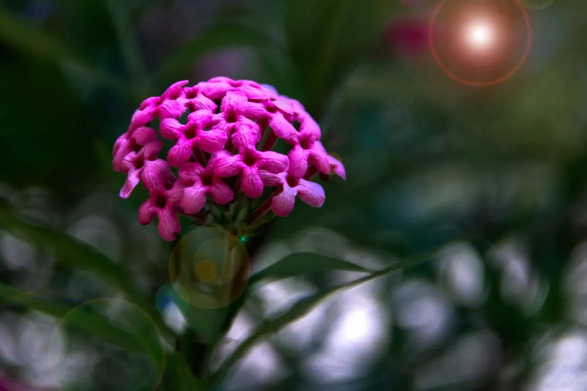 Panama-Rose_-The-Best-Care-Guide-Of-Dark-Pink-Tubular-Flowers