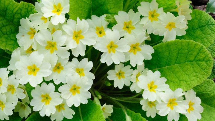 Primrose Birth Flower: Appreciate The Sacred Flower Symbolism