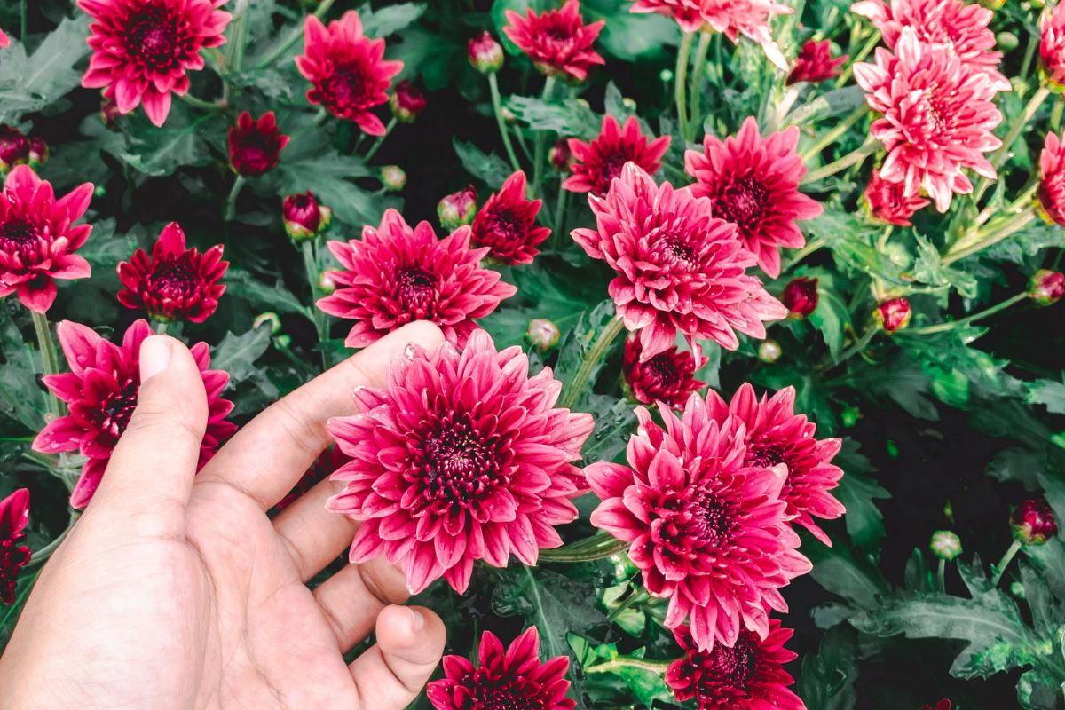 Red Chrysanthemums