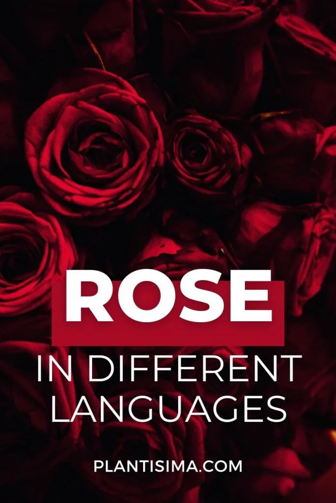 Rose In Different Languages 1