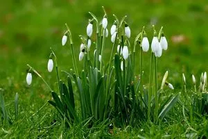Snowdrop-Flower-Meaning_-Lady-Spring-Blooms-Symbolism