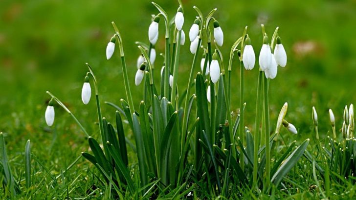 Snowdrop Flower Meaning: Lady Spring Blooms Symbolism