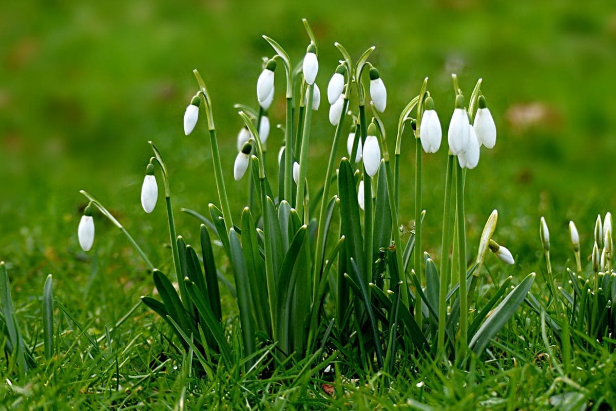 Snowdrop-Flower-Meaning_-Lady-Spring-Blooms-Symbolism