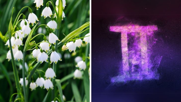 The Best 7 Flowers for Gemini to Match Their Dynamic Energy