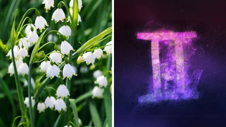 The Best 7 Flowers for Gemini to Match Their Dynamic Energy