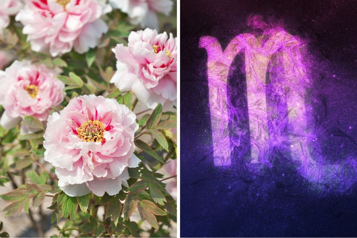 The Top 7 Flowers That Perfectly Capture Scorpio’s Intensity and Beauty